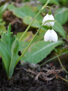 Galanthus 'Godfrey Owen'