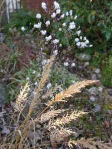 Samenstand Diamantgras und Herbstanemonen