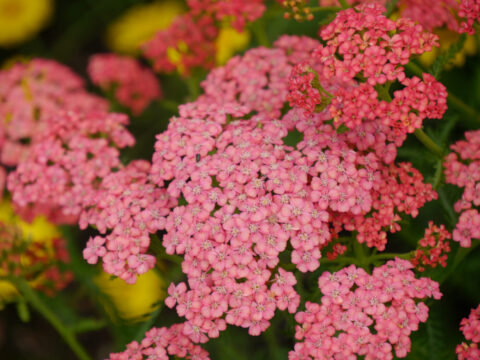 Achillea millefolium 'Apricot Delight'