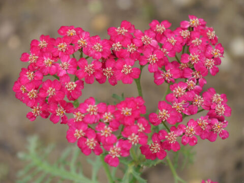 Achillea millefolium 'Christel'