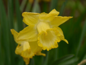 Narcissus 'Spellbinder', Trompeten-Narzisse, Weihenstephan