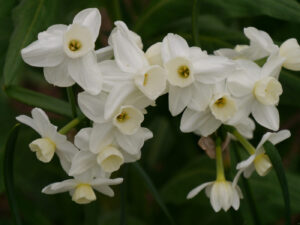 Narcissus 'Silver Chimes', Tazetten-Narzisse,  Weihenstephan