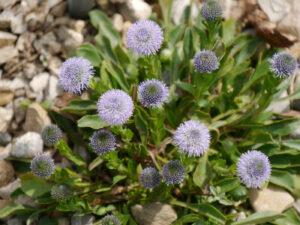 Globularia nudicaulis, Nacktstänglige Kugelblume, Weihenstephan