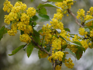 Mahonia aquifolium 'Smaragd',gewöhnliche Mahonie, Weihenstephan