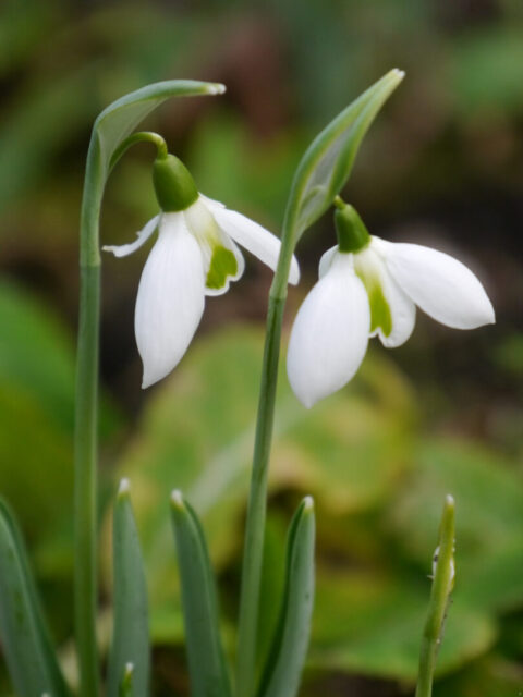 Galanthus 'Faringdon Double', Wurzerlsgarten